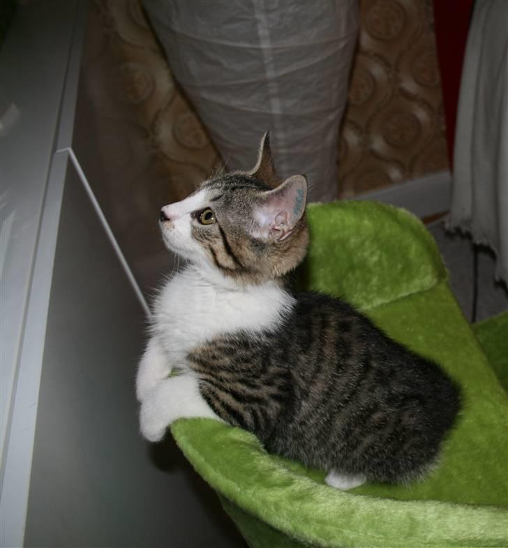 Huskat Harlekin - Hvad har mon fanget hans opmærksomhed? billede 2