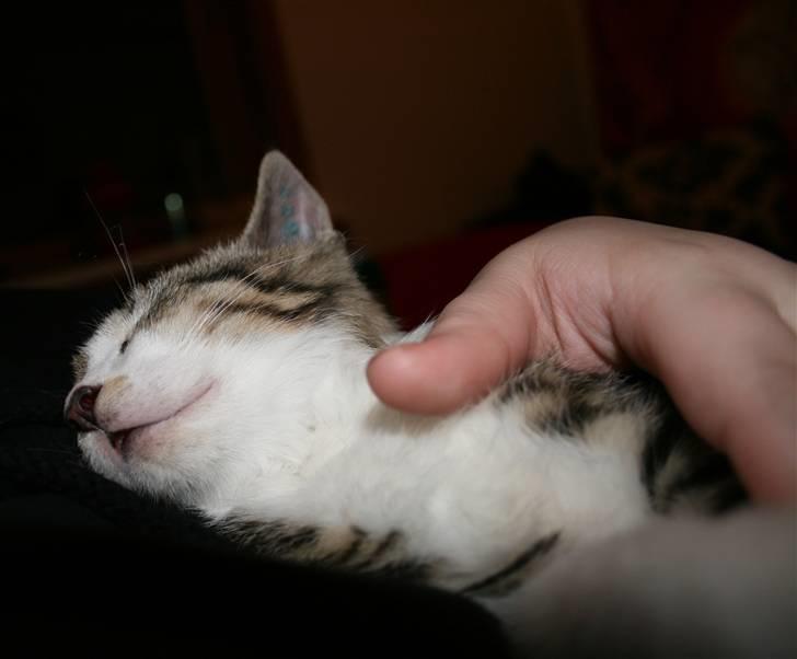 Huskat Harlekin - Drooroorrorrororroro... billede 3