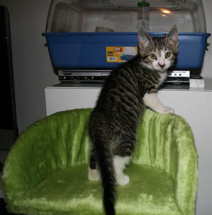 Huskat Harlekin - Ørkenrotter = katte-tv billede 4