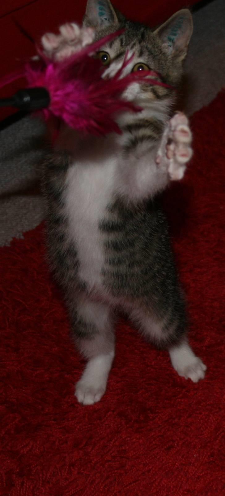 Huskat Harlekin - Garghhh... billede 5