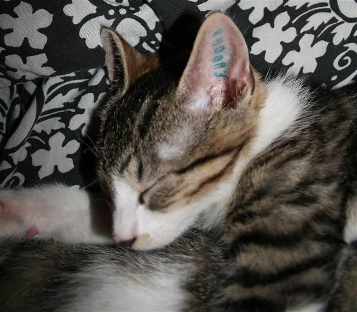 Huskat Harlekin - At sove er noget Harlekin ka li´! billede 6