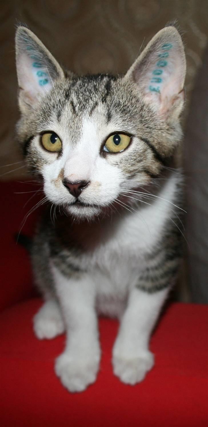 Huskat Harlekin - Face-up billede 7