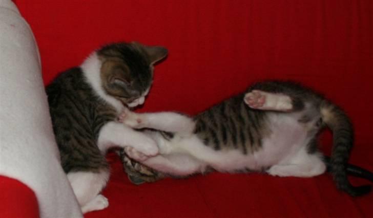 Huskat Harlekin - Se den lille fede mave..jeg elsker det! billede 8