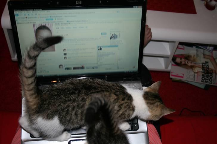 Huskat Columbine billede 2