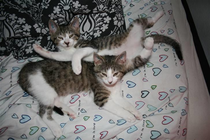 Huskat Columbine billede 4