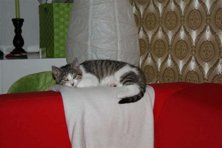 Huskat Columbine billede 6