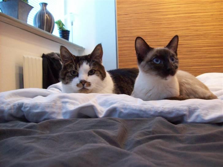 Siameser choko - 7 måneder, hygger sammen med sofus billede 12