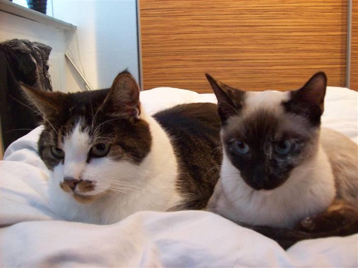 Siameser choko - 7 måneder billede 13