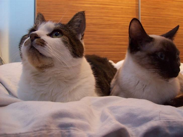 Huskat Sofus - 3½ år hygger sammen med choko billede 6