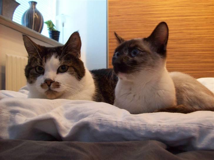 Huskat Sofus - 3½ år billede 7