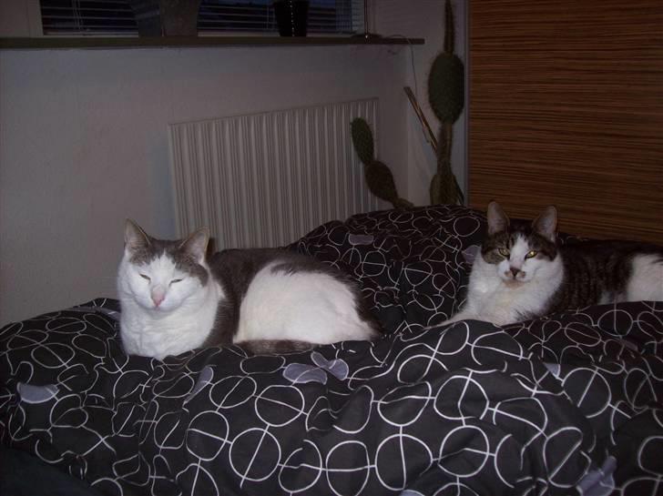 Huskat Sofus billede 8