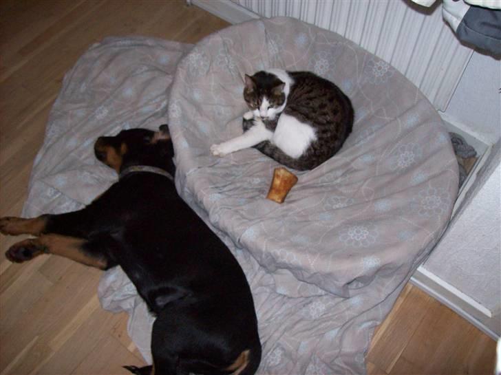 Huskat Sofus billede 9