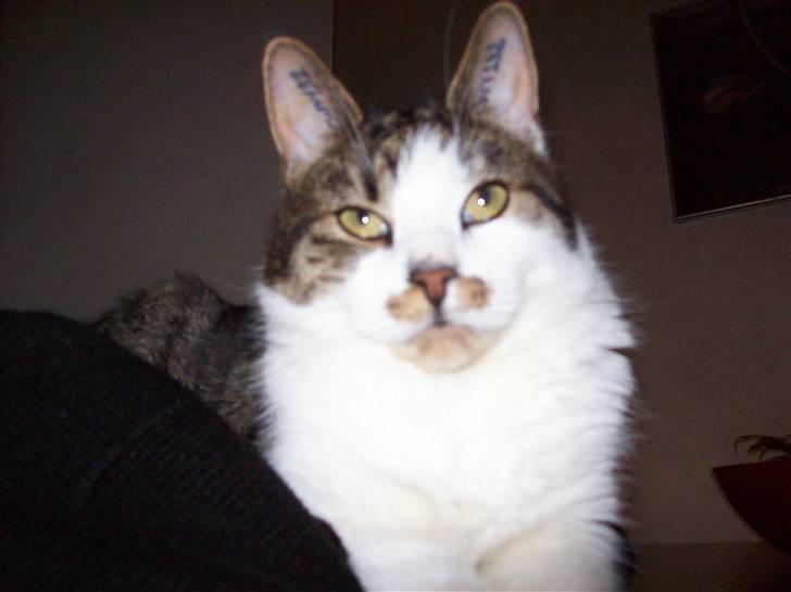 Huskat Sofus billede 10