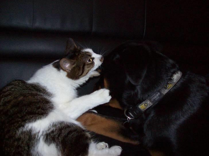 Huskat Sofus - skal du ha´flade, store dumme hund! billede 11