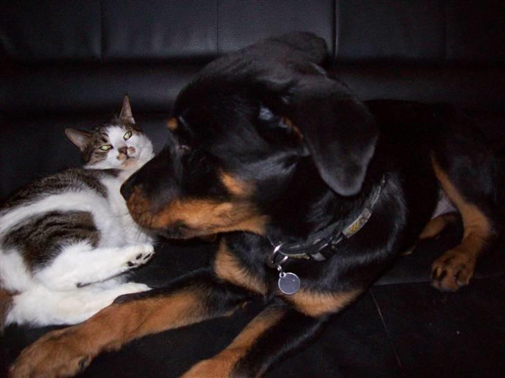 Huskat Sofus billede 12