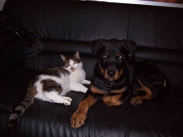 Huskat Sofus billede 13