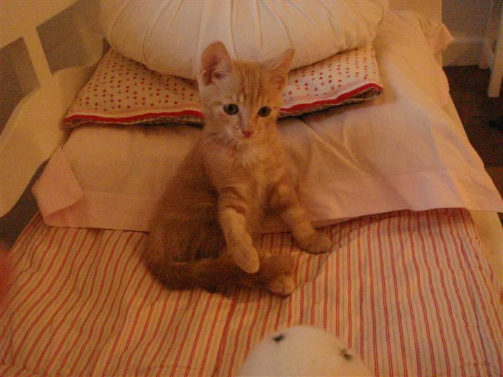 Huskat Figge billede 1