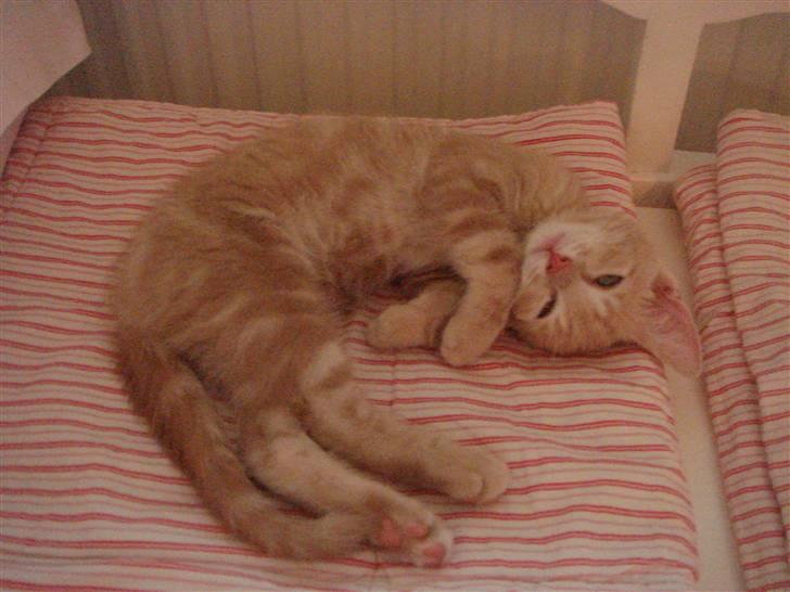 Huskat Figge billede 2