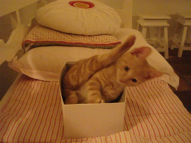 Huskat Figge billede 3