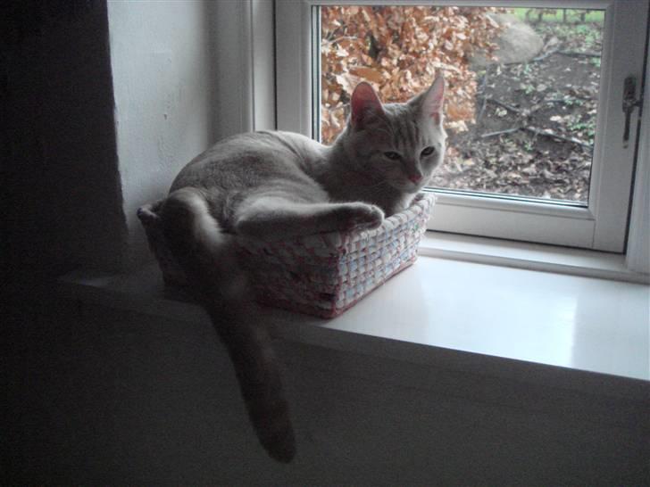 Huskat Figge billede 4