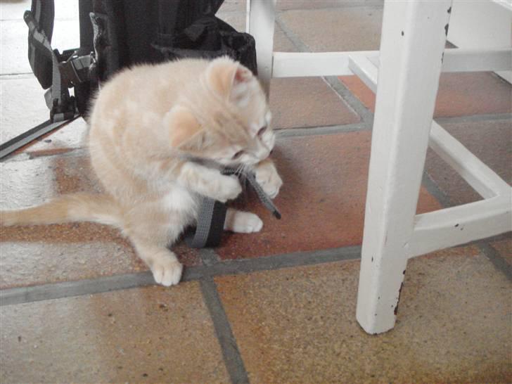 Huskat Figge billede 5