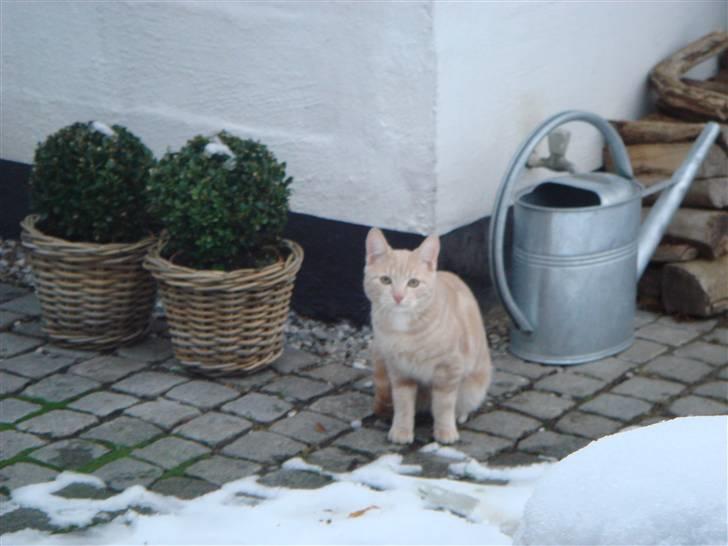 Huskat Figge billede 6