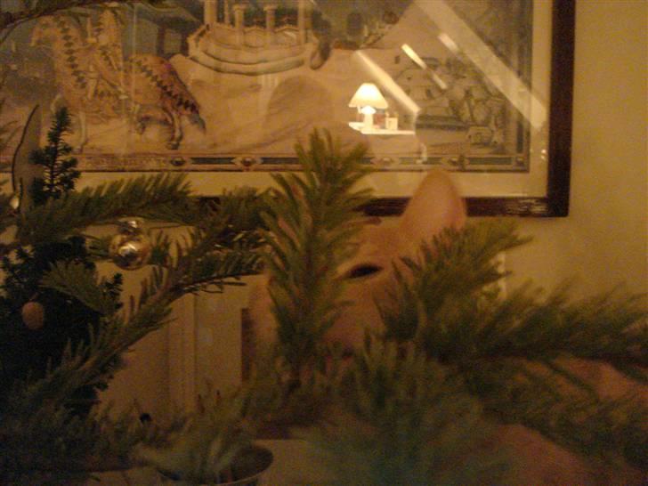 Huskat Figge billede 7