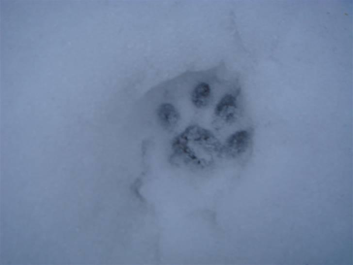 Huskat Figge - Figge´s fodspor cute! billede 8