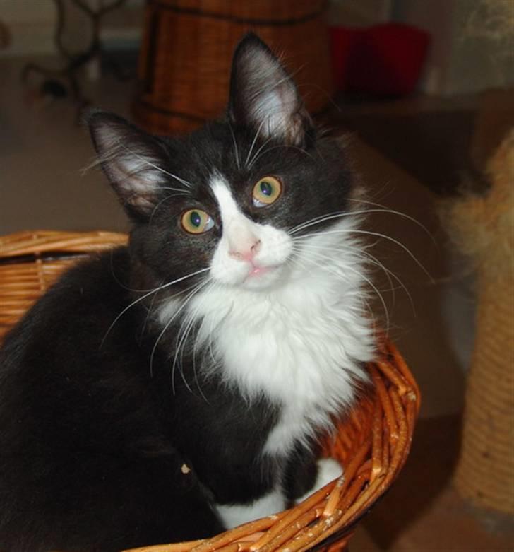 Norsk Skovkat Dansbjergs Felix - Miau til jer,jeg hedder Felix billede 1