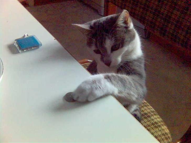 Blanding af racer KISSER - Nuurh<3 billede 4