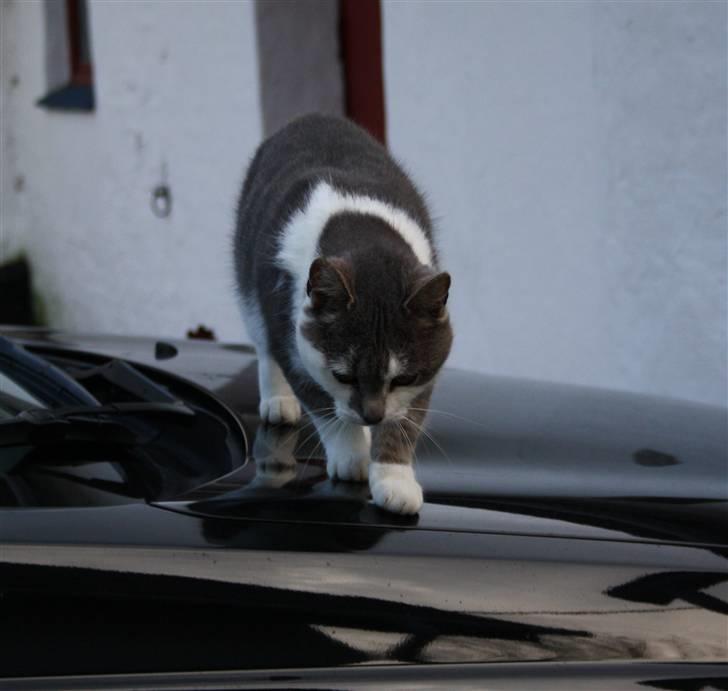 Blanding af racer KISSER - Hehe, Kisser går på bilen :D. billede 5