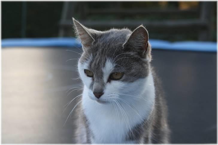 Blanding af racer KISSER billede 6