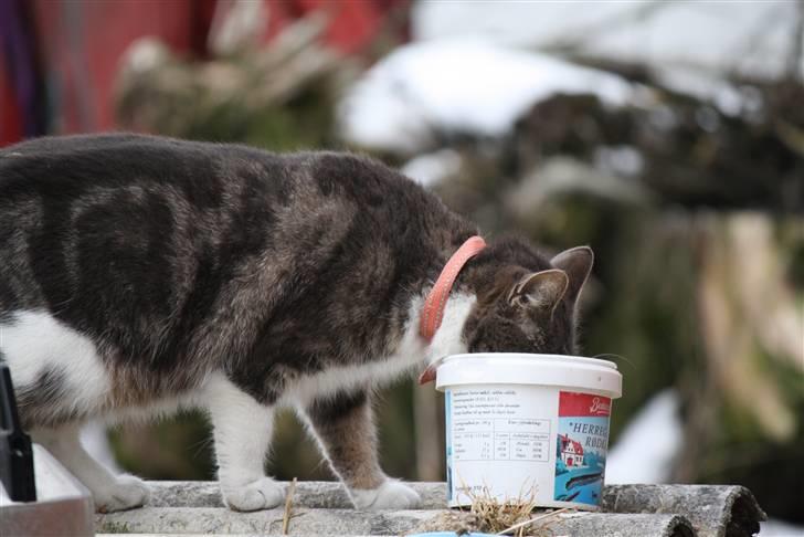 Blanding af racer MOLLY billede 4