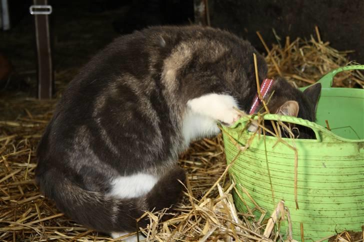 Blanding af racer MOLLY billede 5