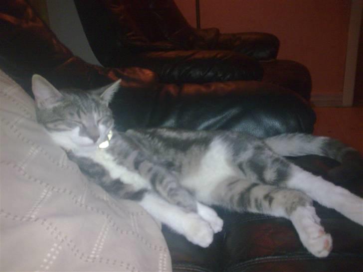 Blanding af racer MOLLY billede 6