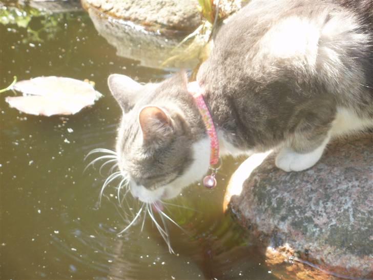 Blanding af racer MOLLY billede 7