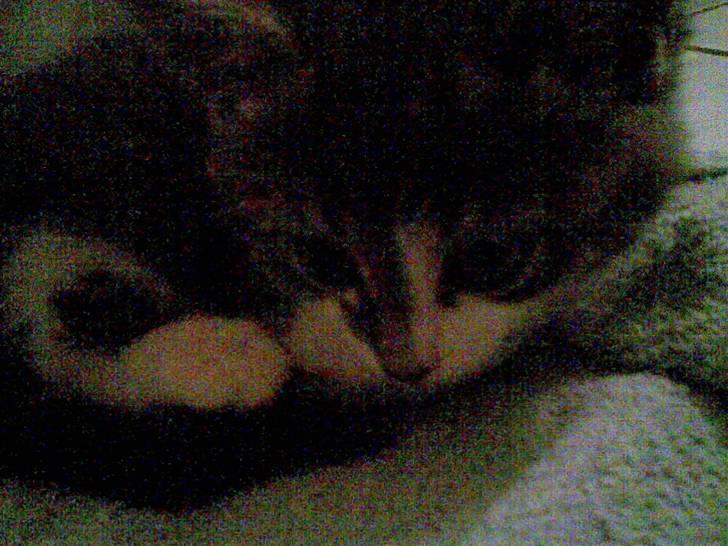 Blanding af racer MOLLY billede 8