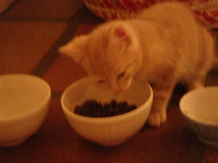 Huskat Figge billede 9