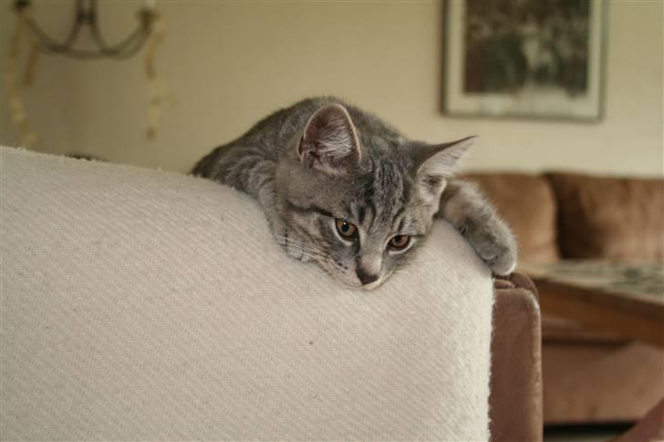 Blanding af racer Muki - Løbet væk  - Muki tager en slapper på sofaen ;) billede 1