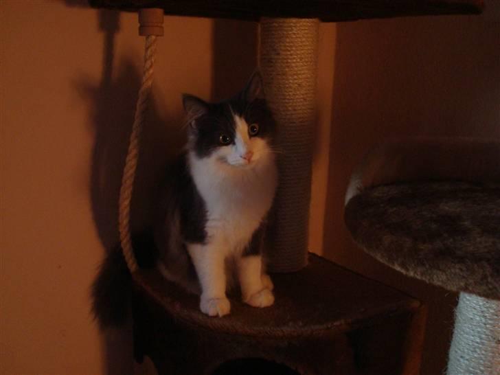 Norsk Skovkat DK Lunden's Cilina *Himmelkat* - Cilina 12 uger billede 19