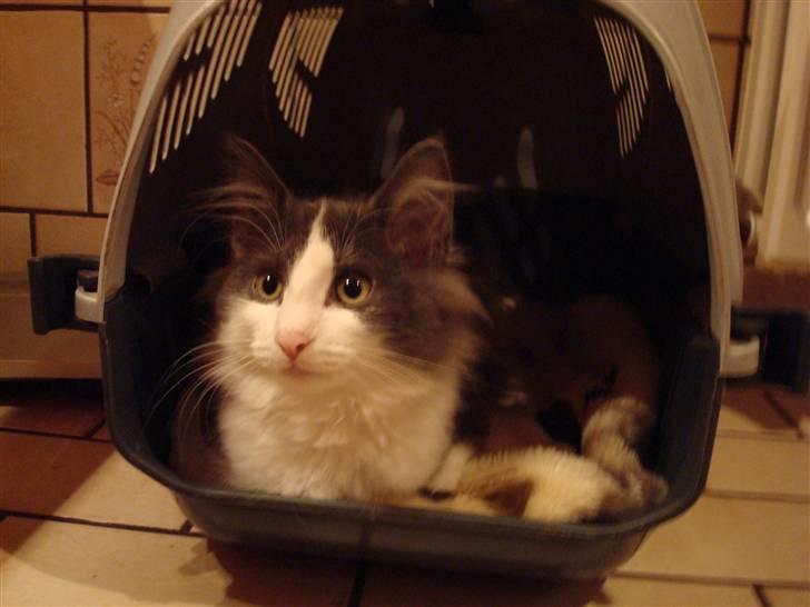 Norsk Skovkat DK Lunden's Cilina *Himmelkat* - Cilina 12 uger lige hentet hende :o) billede 20