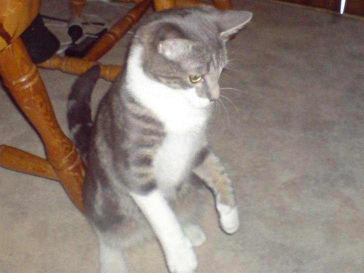 Blanding af racer MOLLY billede 9