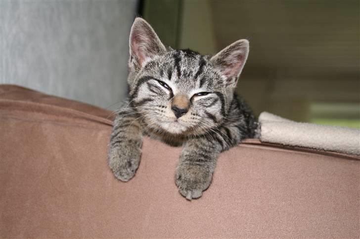 Blanding af racer Marley - smilende Marley. billede 1