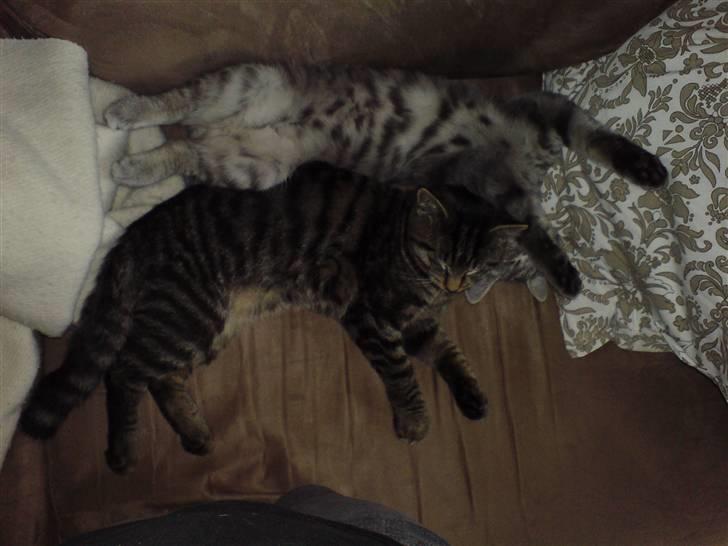 Blanding af racer Marley - Marley og Muki sover på sofaen :D billede 2