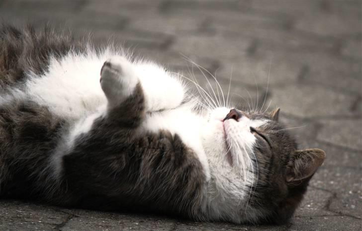 Blanding af racer MOLLY billede 10