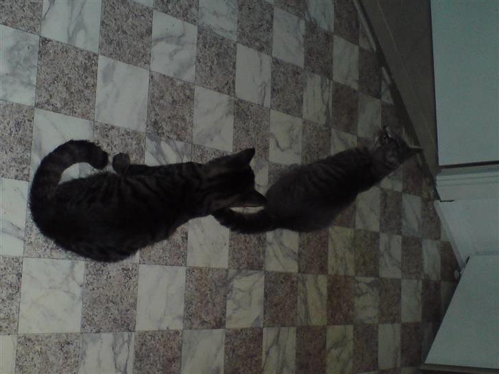 Blanding af racer Marley - misserne venter på at få mad :D billede 3