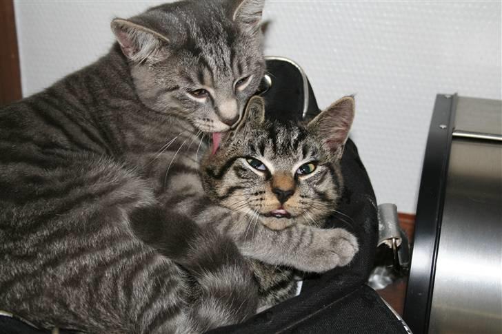 Blanding af racer Marley - Muki og Marley hygger sig :D billede 4