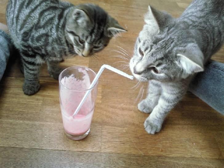 Blanding af racer Marley - ´hmm hvad er det?:D´ billede 5