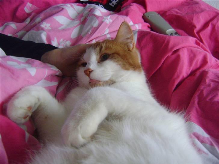 Huskat Sofus- Muglivis død?<3.  billede 11