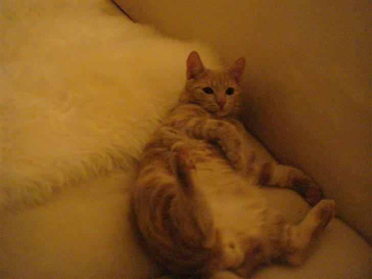 Huskat Figge billede 10